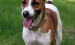 Jack russell terrier